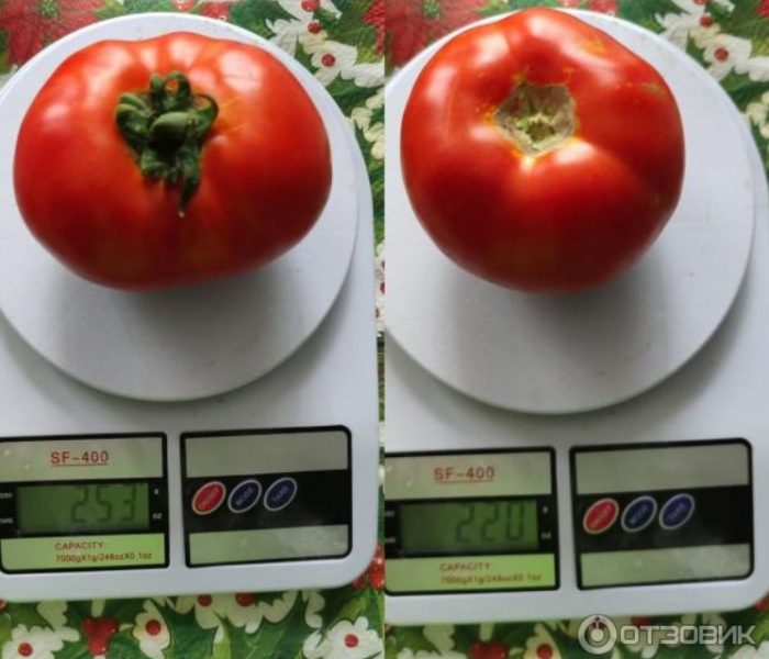 Доматите дебютират на кантара