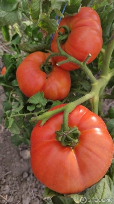 Зрели плодове