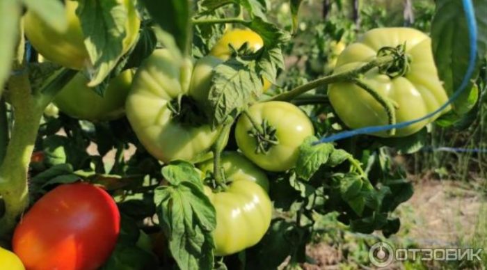 Зелени плодове на храст