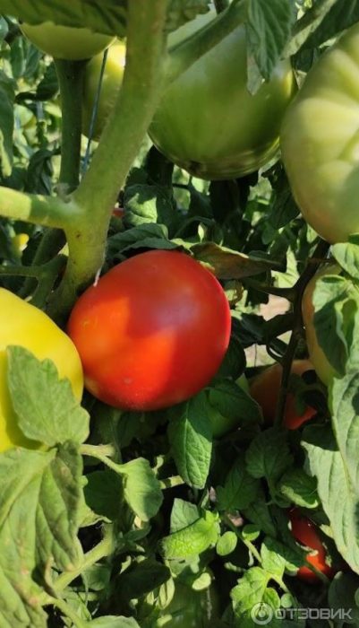 Първият узрял домат на храста