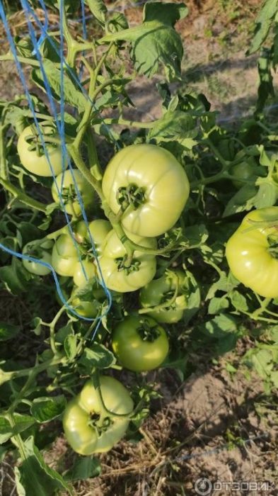 Дебют на куп домати