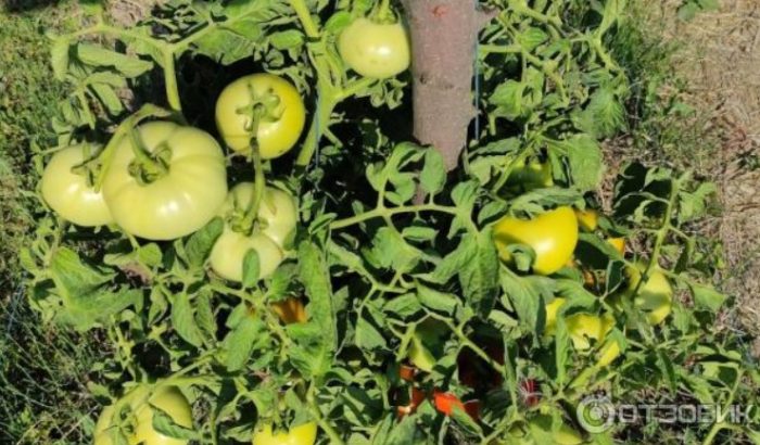 Дебют на доматен храст