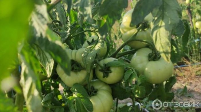 Високодобивен хибрид