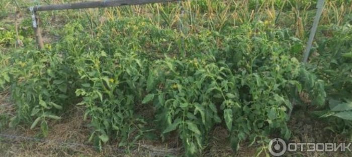 Разсад в земята