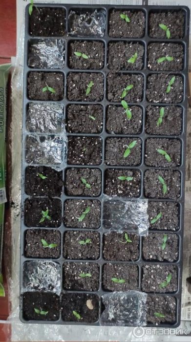 Разсад от домати