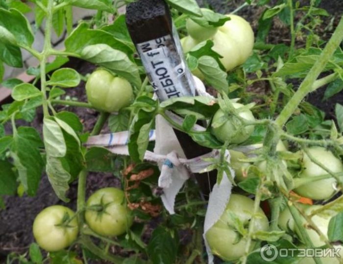 Зелени плодове на храст