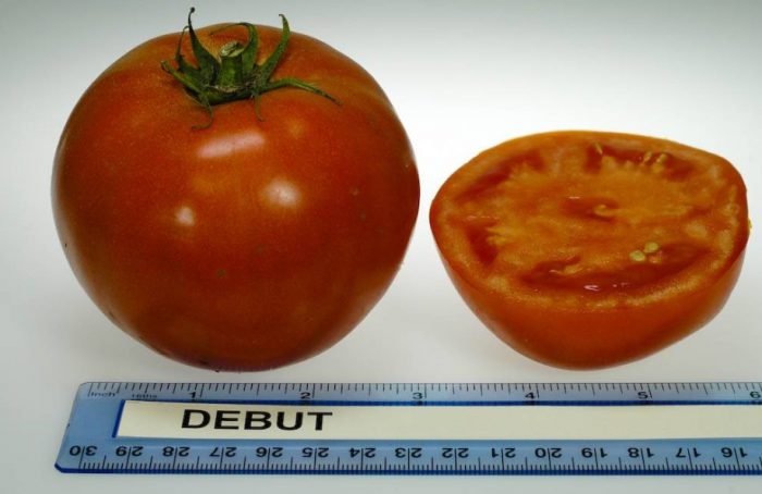 Измерване на дебютния плод