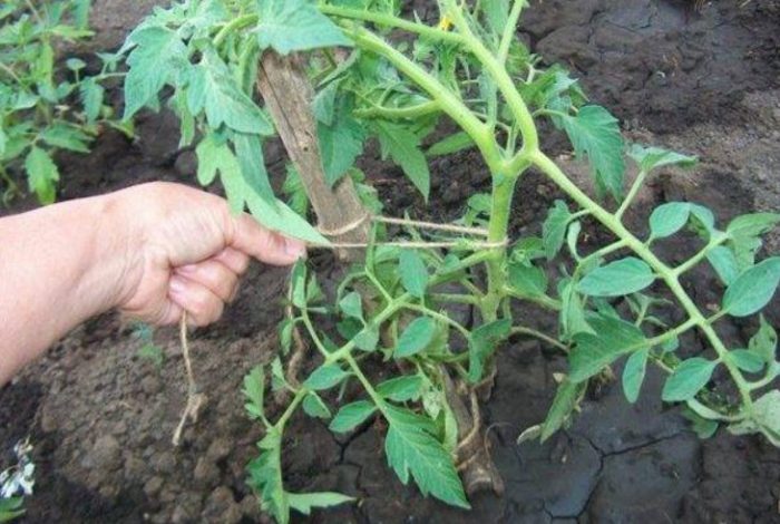 Жартиера от сорта Дебют