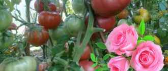 Сорт Дива роза