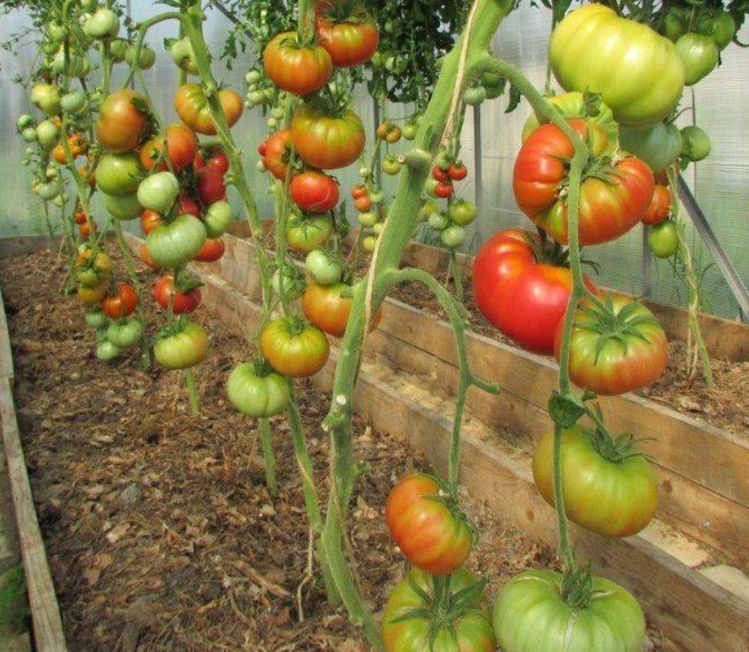 Храсти от дива роза