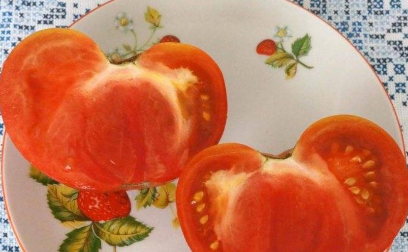 Плодове в разрез