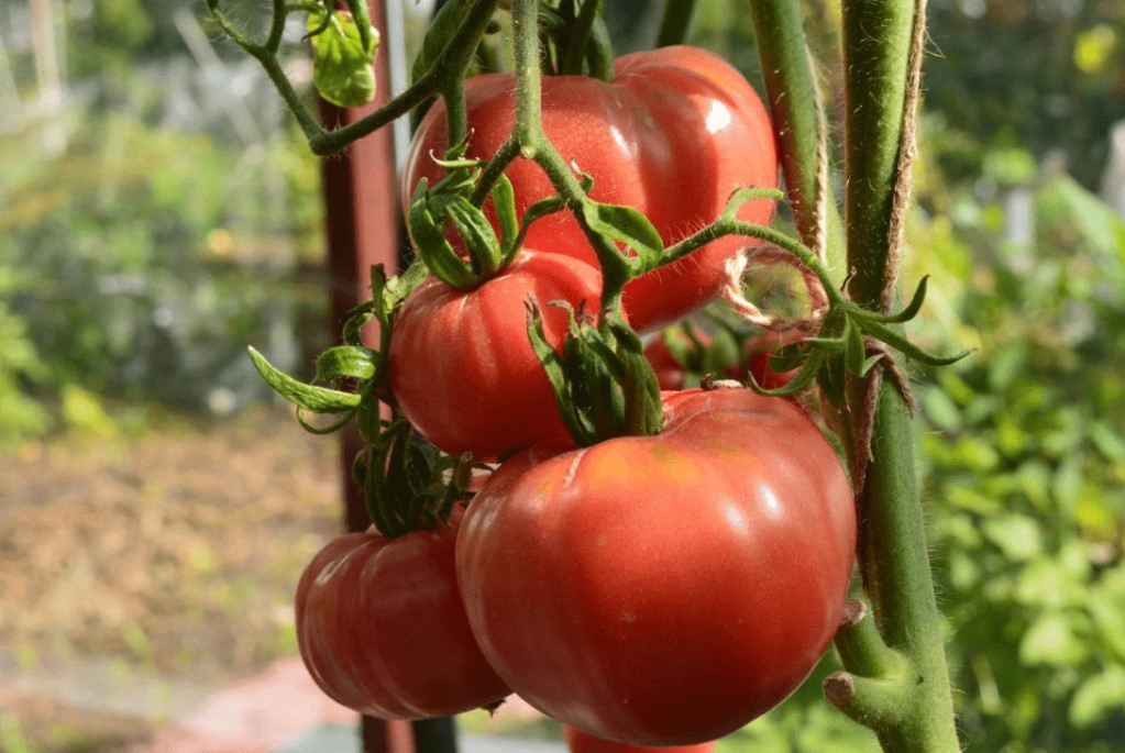 Плодове на храста