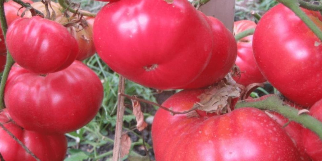 Зрели домати от сорта Дива роза