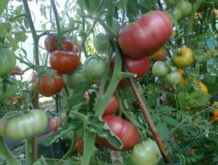 Розови и зелени плодове от сорта Дива роза Реколта от храстите