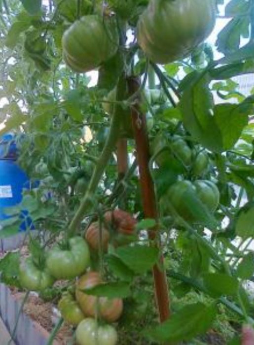 Вързани храсти Сорт Дива роза