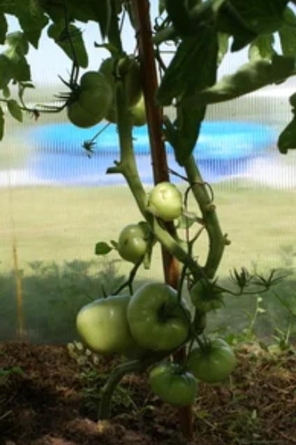 Букет домати от дива роза Див розов храст