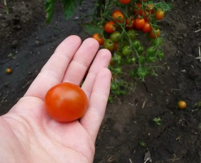 Плодът на Палечка