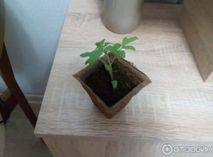 Разсад от домати