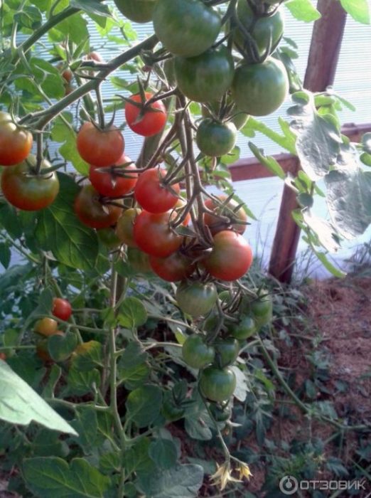 Чери домати Палечка