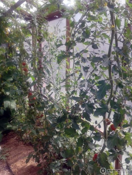 Високи храсти