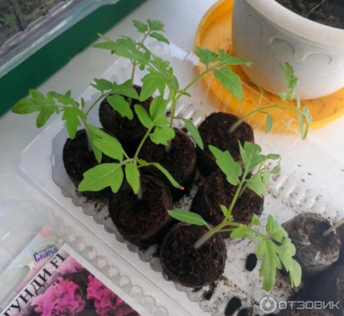 Разсад в купа