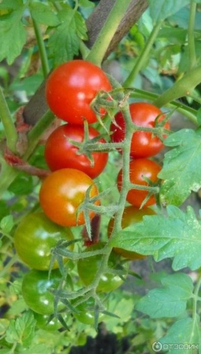 Храст с домати