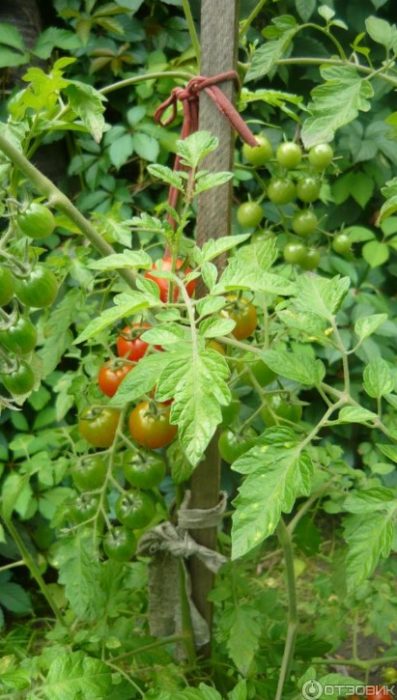 Доматени храсти Thumbelina в земята