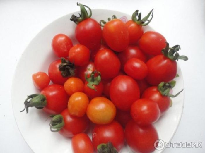 Малки плодове от сорта Палечка