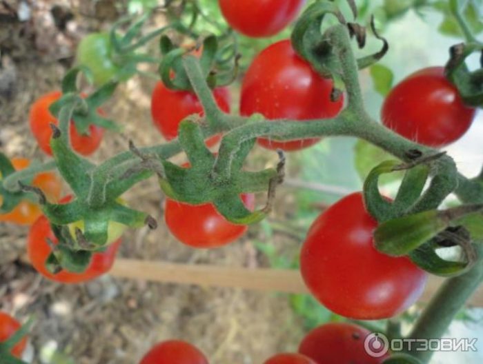 Зрели плодове на храст