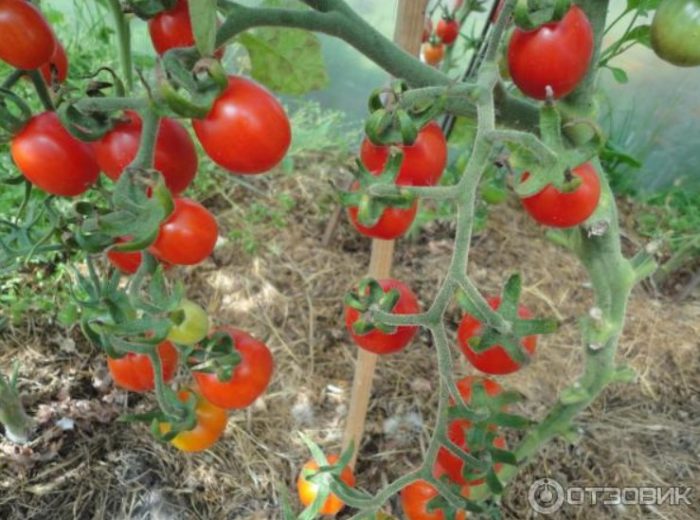 Четки от сорта Палечка