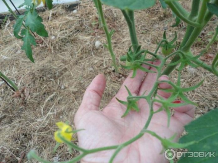 Цъфтяща доматена четка