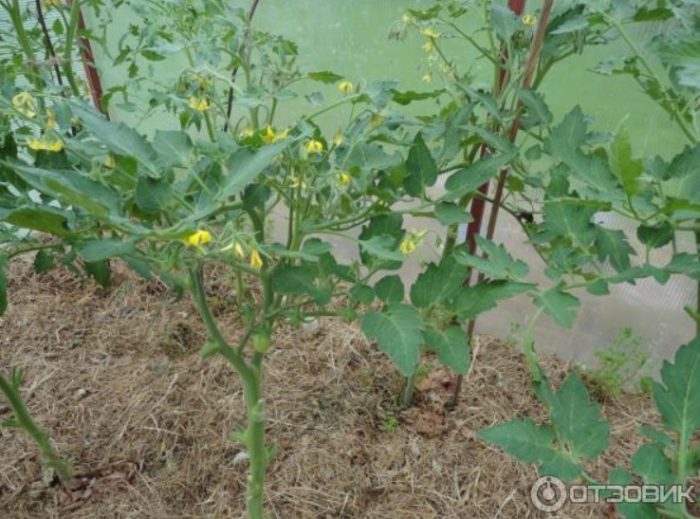 Храсти на Палечка