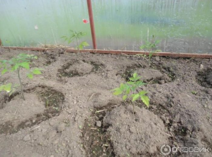 Засаждане на разсад от Палечка