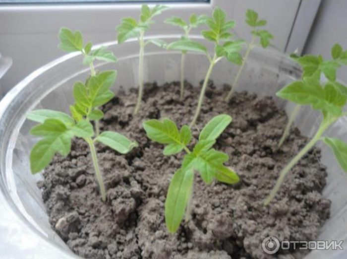 Разсад в купа