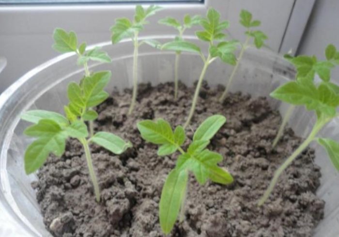 Разсад от домати Палечка