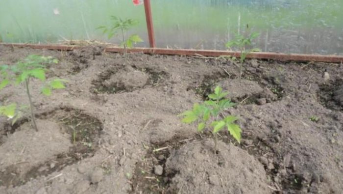 Засаждане на разсад