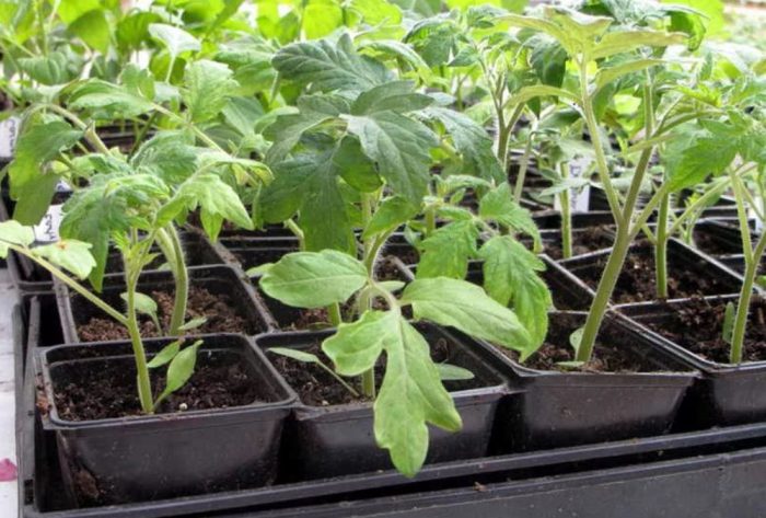 Разсад от домати