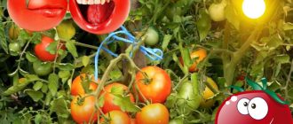 Сорт домати Ултраранен