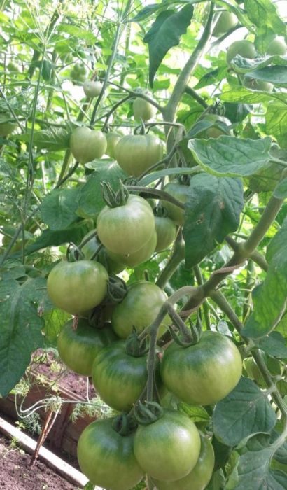 Εξαιρετικά πρώιμοι θάμνοι ντομάτας