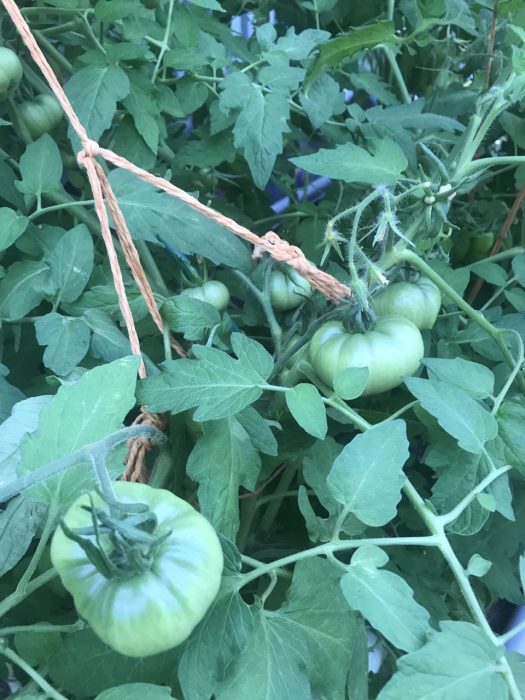 Υπερβολικά πρώιμη ωρίμανση την 1η Ιουνίου