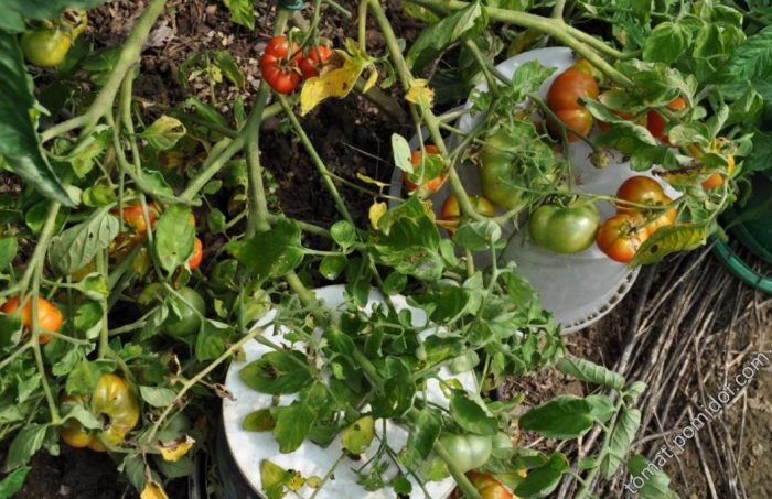 Ποικιλία ντομάτας εξαιρετικά πρώιμη