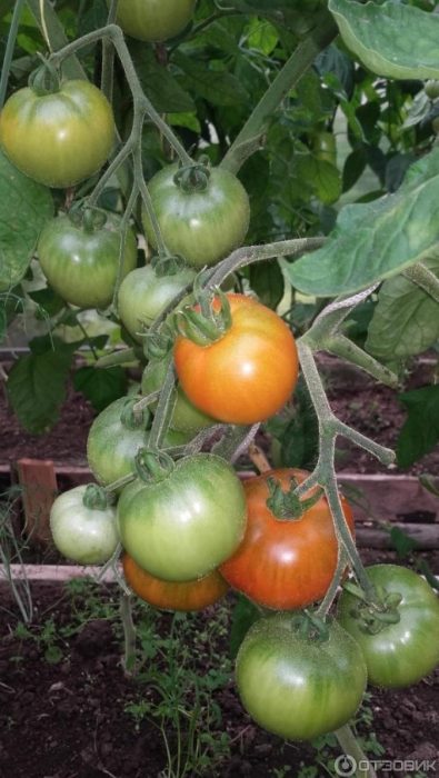 Φρούτα στον θάμνο