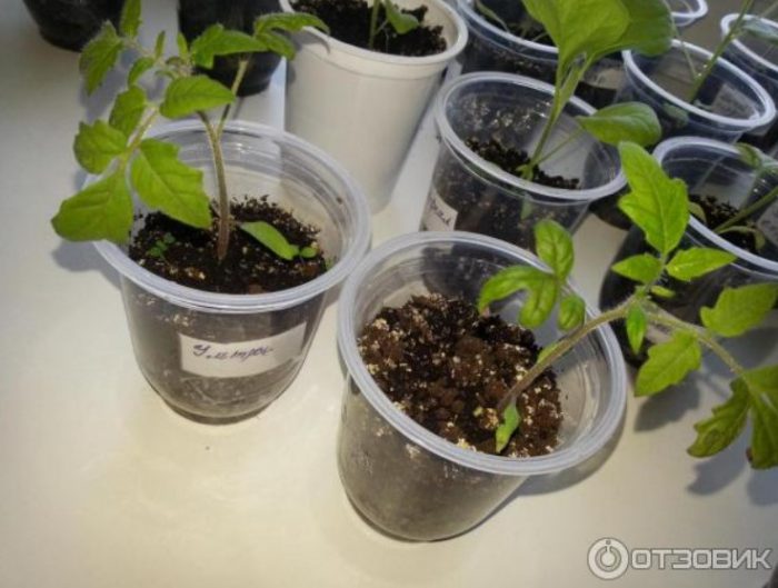 Σπορόφυτα σε κύπελλα