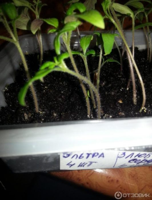 Σπορόφυτα ντομάτας