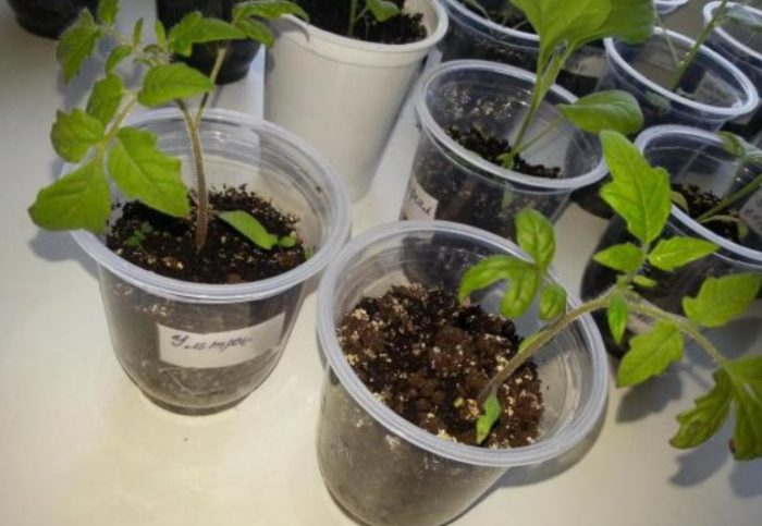 Υπερ-πρώιμα σπορόφυτα ντομάτας