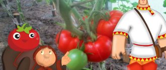 Храсти от домати сорт Альоша Попович