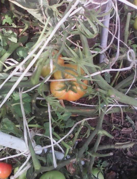 Връзване на домати