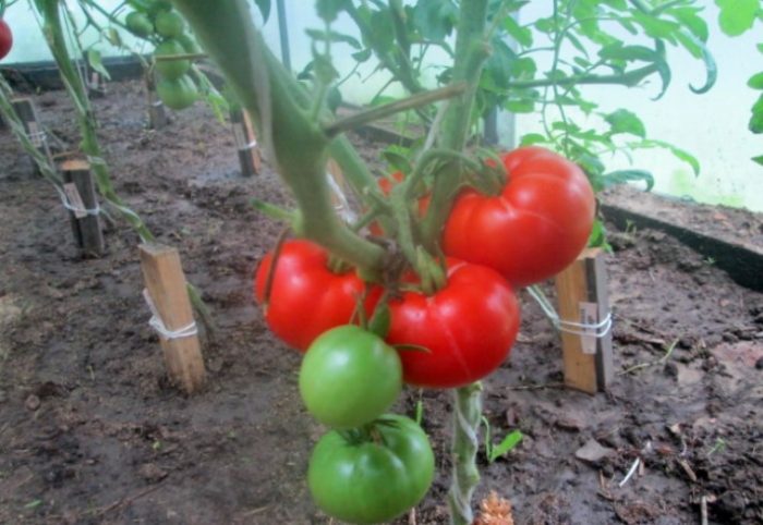 Сорт домати Альоша Попович