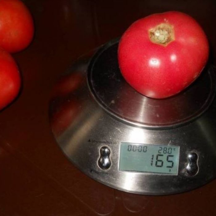 Домат на кантара