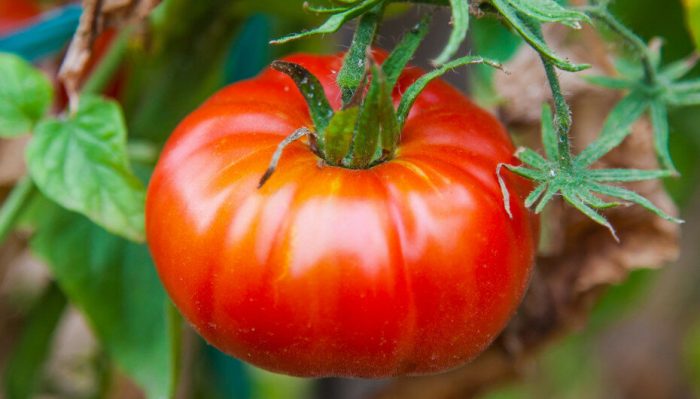 Сорт домати Альоша Попович